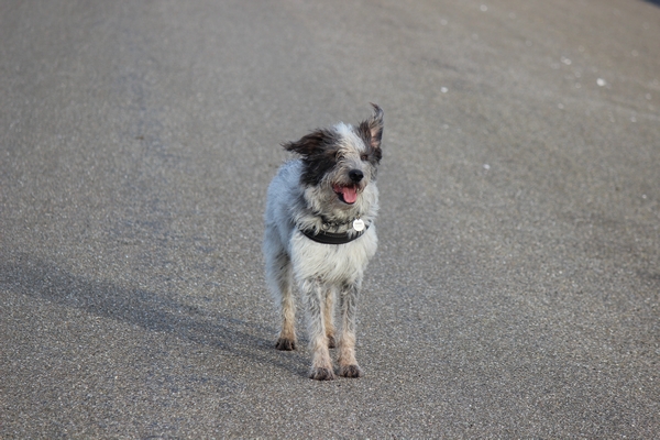 Hannes