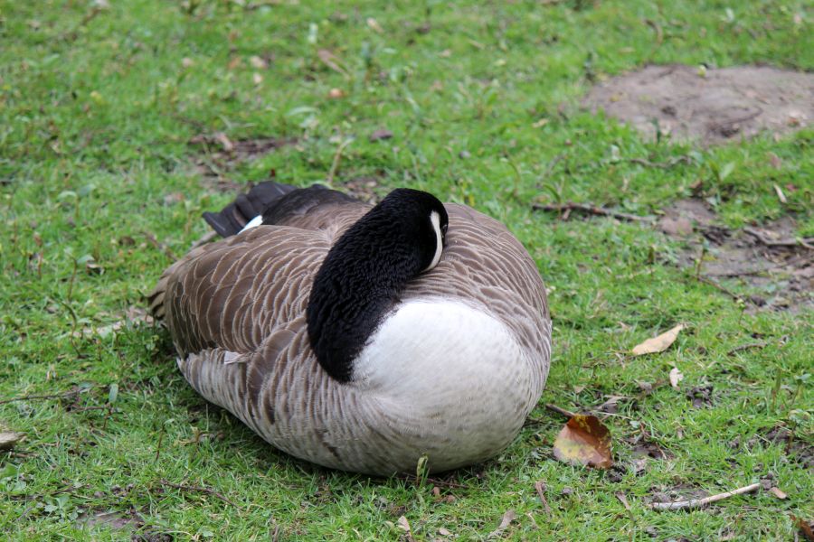 Rombergpark am 28.03.2019