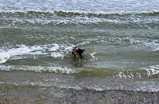 Hannes und Lula auf Texel