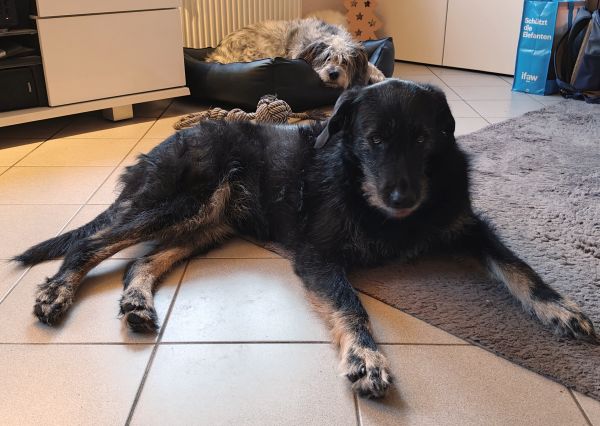 Hannes und Lula auf Texel