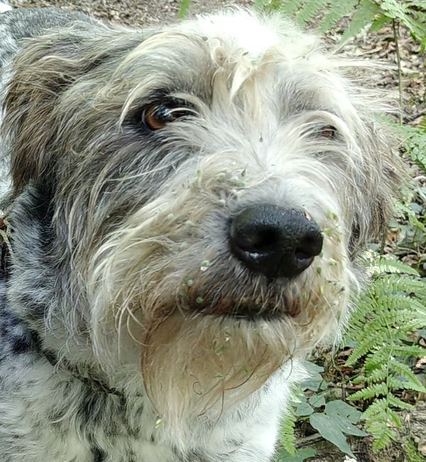 Hannes und/oder Lula