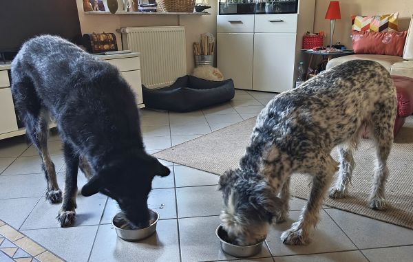 Hannes und/oder Lula Hannes und/oder Lula