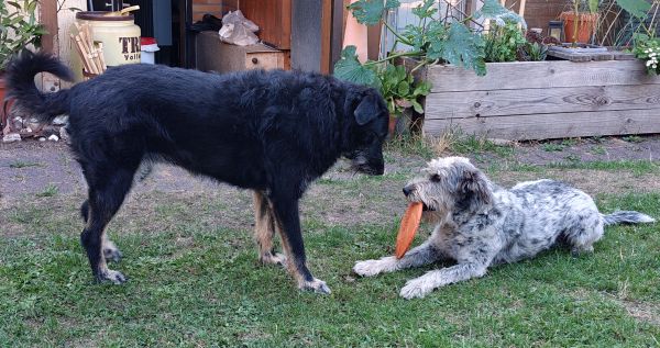 Hannes und/oder Lula