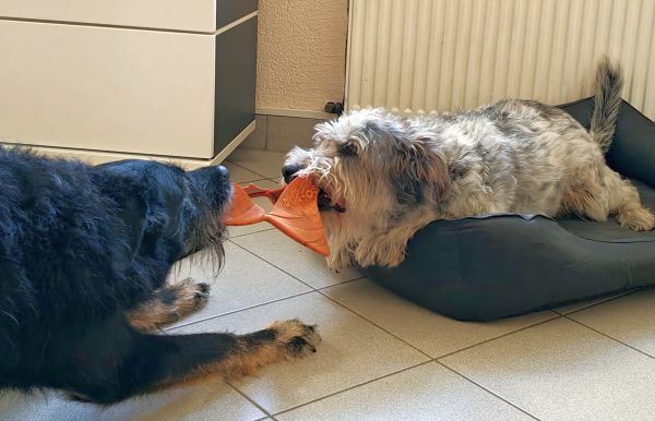 Hannes und/oder Lula