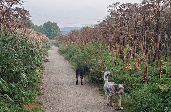 Geschichten von Hannes und Lula Geschichten von Hannes und Lula