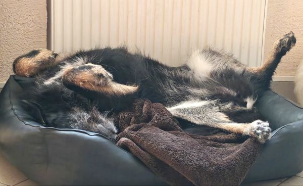 Geschichten von Hannes und Lula Geschichten von Hannes und Lula