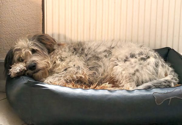 Hannes und Lula Hannes und Lula