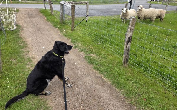 Hannes und Lula Hannes und Lula