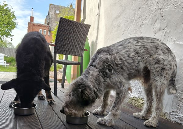 Hannes und Lula Hannes und Lula