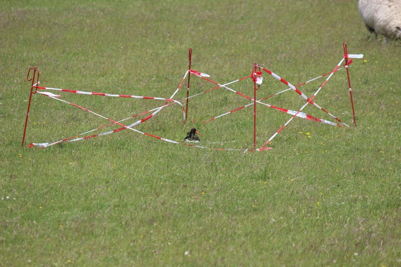 Auf dem Deich am Eider-Sperrwerk - unsortiert und nicht kommentiert