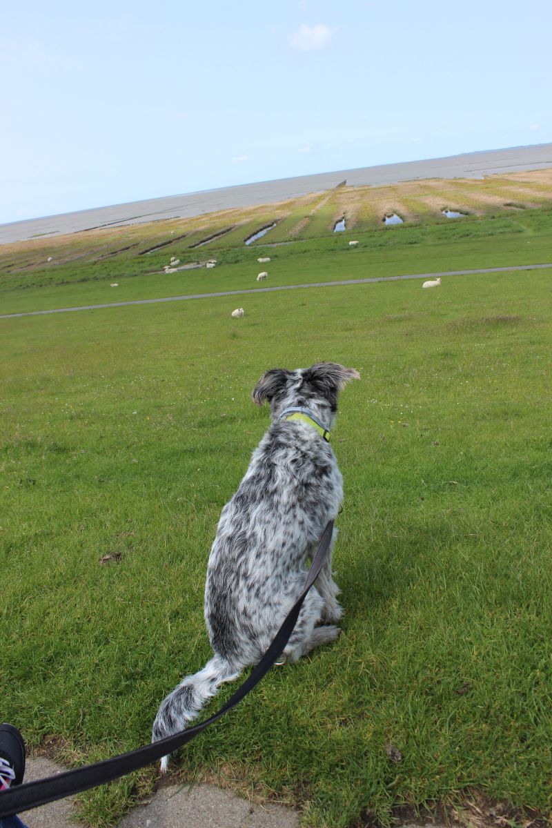 Auf dem Deich am Eider-Sperrwerk - unsortiert und nicht kommentiert
