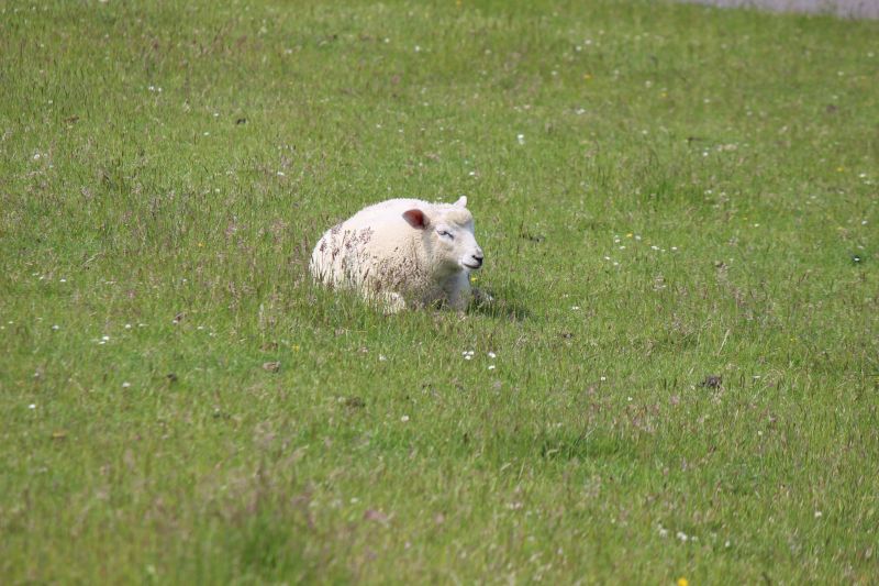 Auf dem Deich am Eider-Sperrwerk - unsortiert und nicht kommentiert
