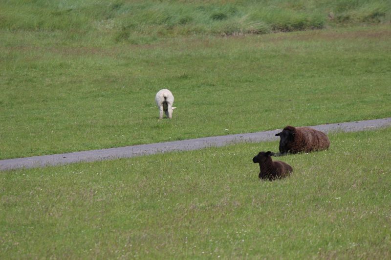 Auf dem Deich am Eider-Sperrwerk - unsortiert und nicht kommentiert