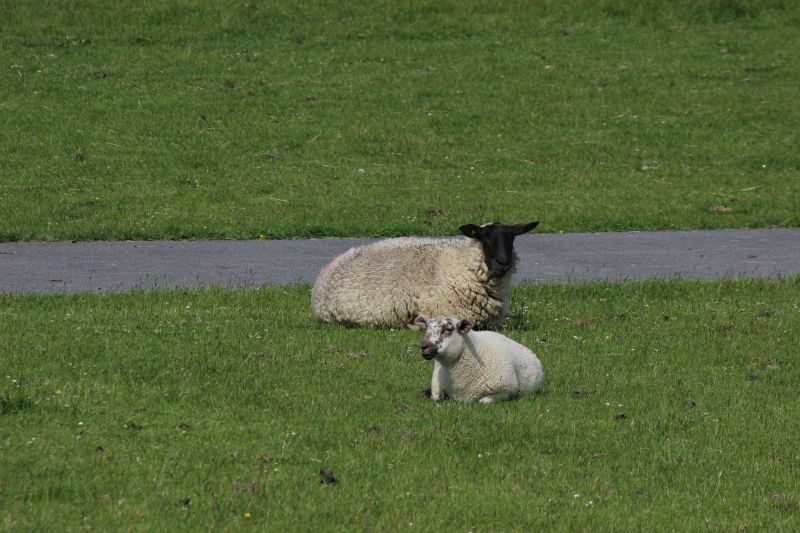 Auf dem Deich am Eider-Sperrwerk - unsortiert und nicht kommentiert