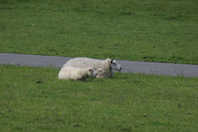 Auf dem Deich am Eider-Sperrwerk - unsortiert und nicht kommentiert