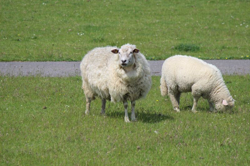 Auf dem Deich am Eider-Sperrwerk - unsortiert und nicht kommentiert