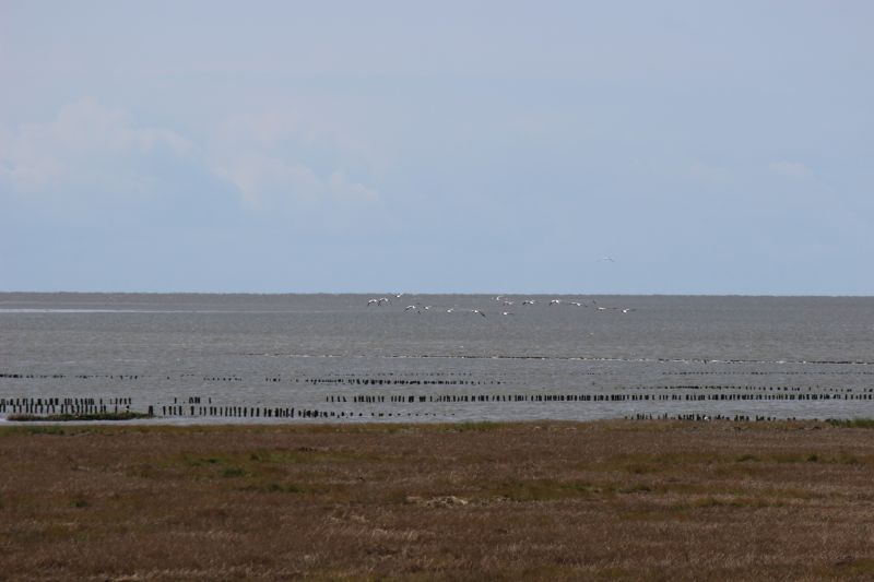 Auf dem Deich am Eider-Sperrwerk - unsortiert und nicht kommentiert