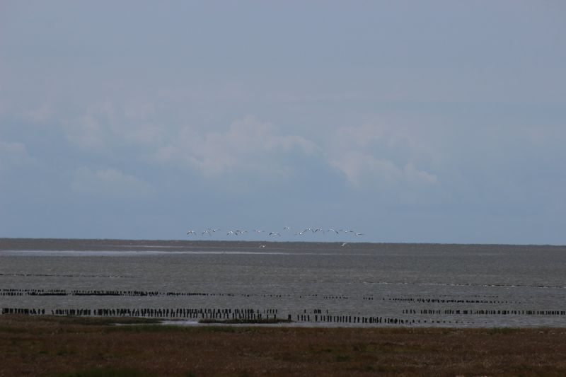Auf dem Deich am Eider-Sperrwerk - unsortiert und nicht kommentiert