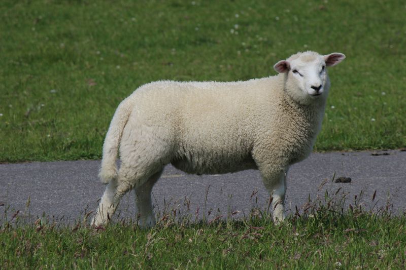 Auf dem Deich am Eider-Sperrwerk - unsortiert und nicht kommentiert