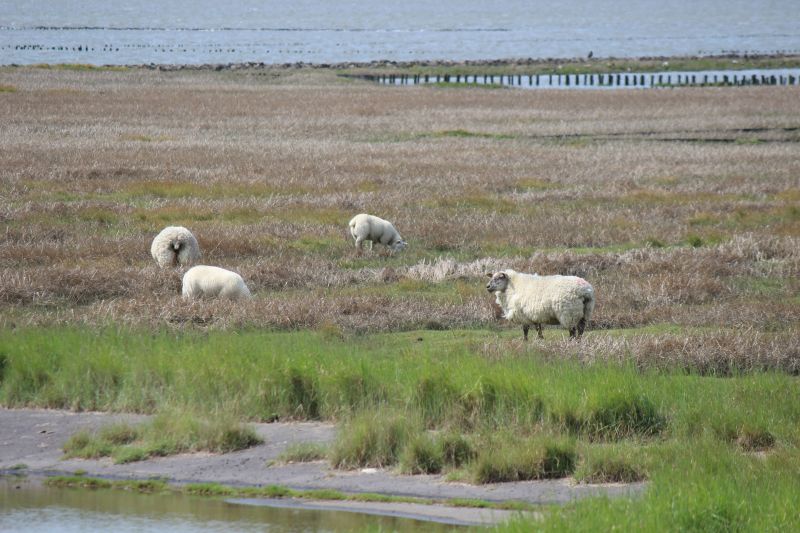 Auf dem Deich am Eider-Sperrwerk - unsortiert und nicht kommentiert