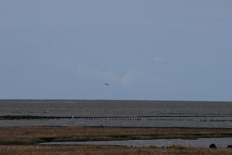Auf dem Deich am Eider-Sperrwerk - unsortiert und nicht kommentiert