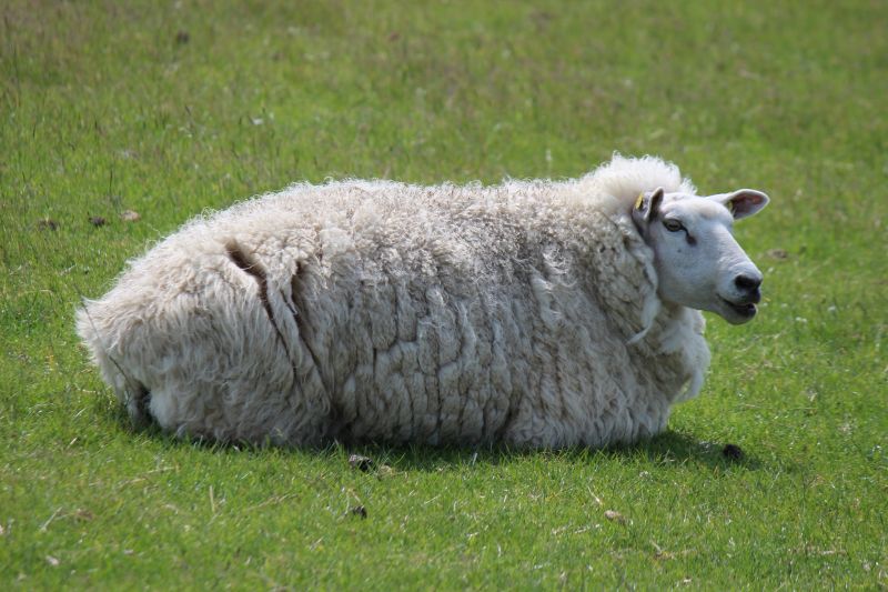 Auf dem Deich am Eider-Sperrwerk - unsortiert und nicht kommentiert