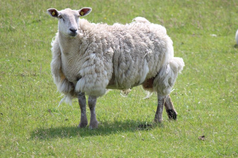 Auf dem Deich am Eider-Sperrwerk - unsortiert und nicht kommentiert