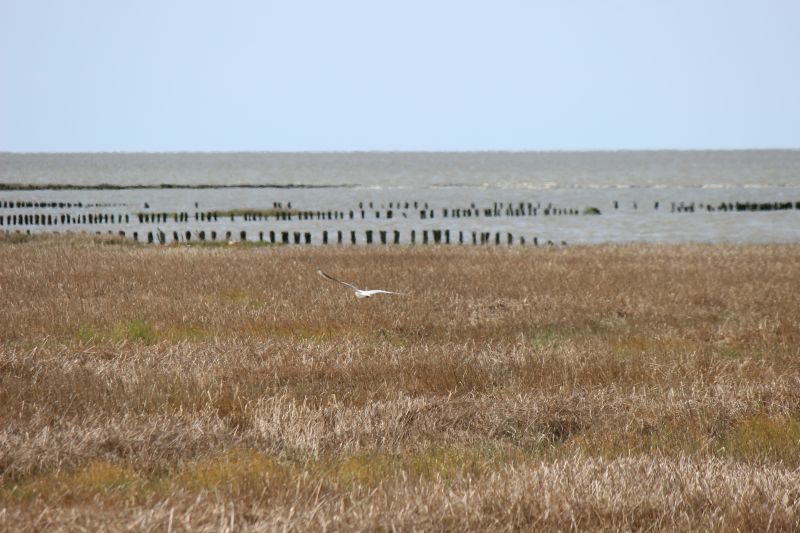 Auf dem Deich am Eider-Sperrwerk - unsortiert und nicht kommentiert