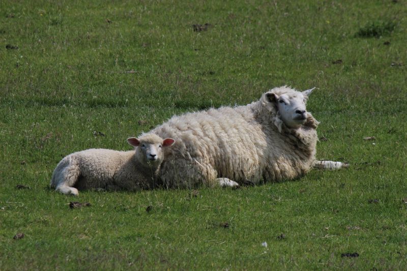 Auf dem Deich am Eider-Sperrwerk - unsortiert und nicht kommentiert