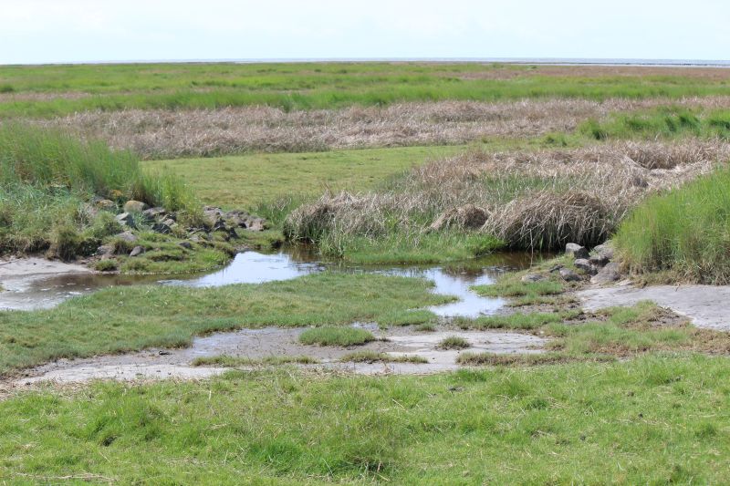 Auf dem Deich am Eider-Sperrwerk - unsortiert und nicht kommentiert