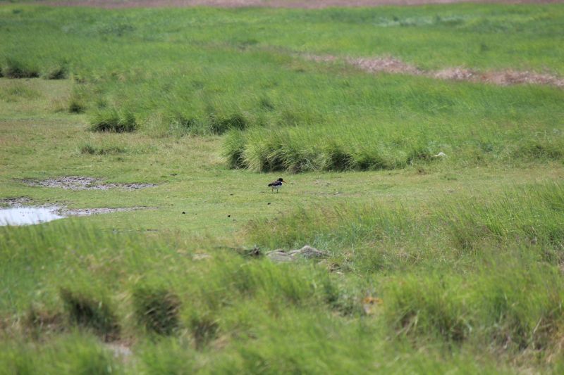 Auf dem Deich am Eider-Sperrwerk - unsortiert und nicht kommentiert