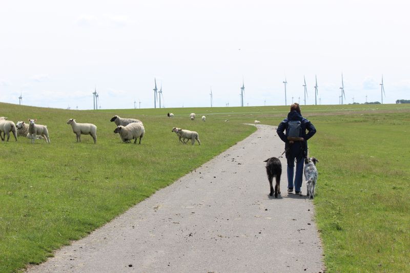 Auf dem Deich am Eider-Sperrwerk - unsortiert und nicht kommentiert