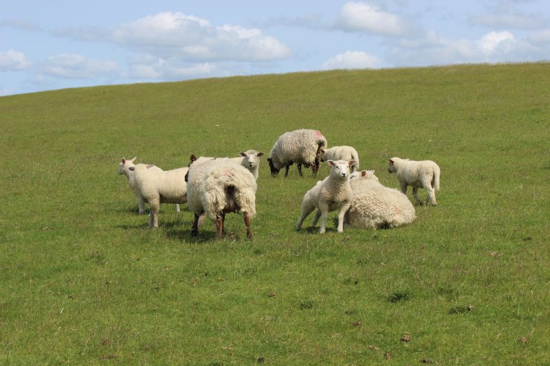Auf dem Deich am Eider-Sperrwerk - unsortiert und nicht kommentiert
