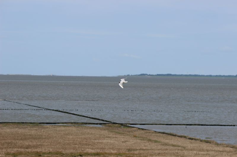 Auf dem Deich am Eider-Sperrwerk - unsortiert und nicht kommentiert