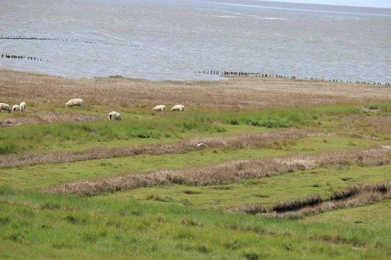 Auf dem Deich am Eider-Sperrwerk - unsortiert und nicht kommentiert