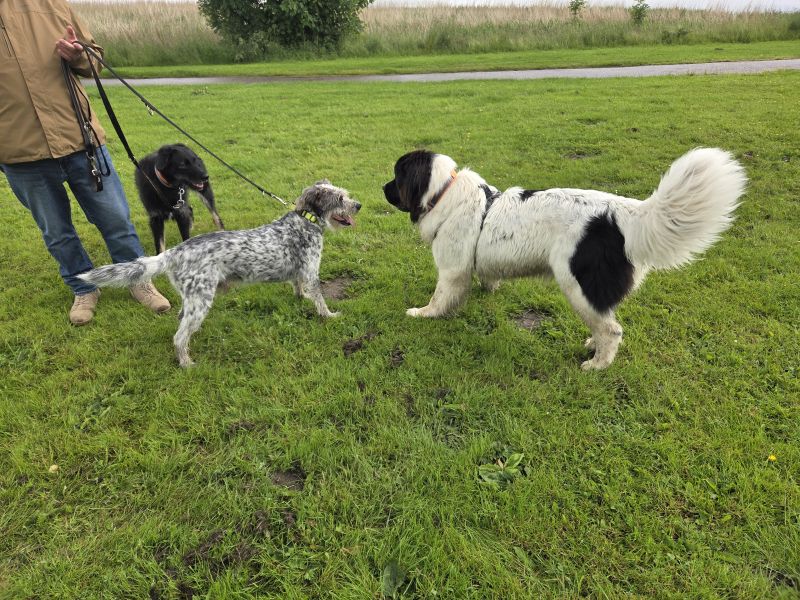 Bildersammlung T&ouml;nning 2025 - unsortiert und nicht kommentiert