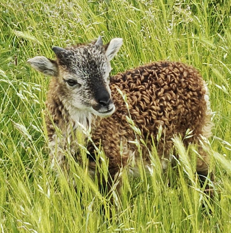Bildersammlung T&ouml;nning 2025 - unsortiert und nicht kommentiert