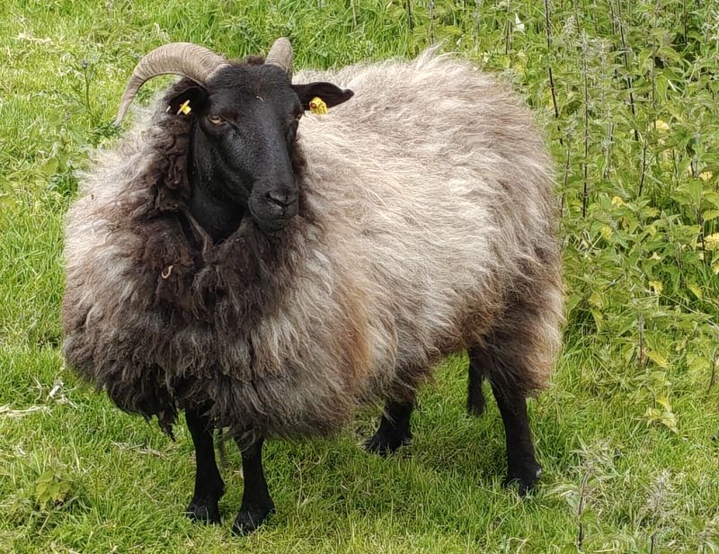 Bildersammlung T&ouml;nning 2025 - unsortiert und nicht kommentiert