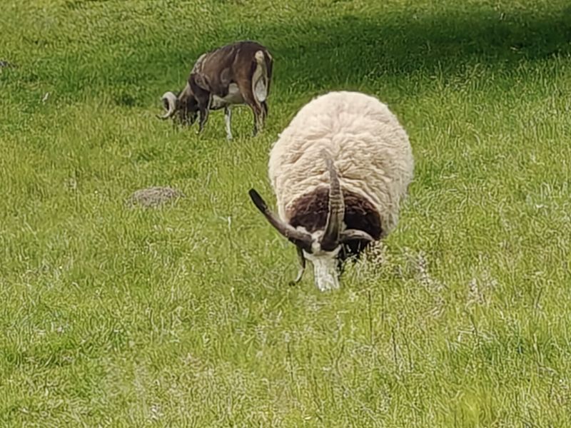 Bildersammlung T&ouml;nning 2025 - unsortiert und nicht kommentiert