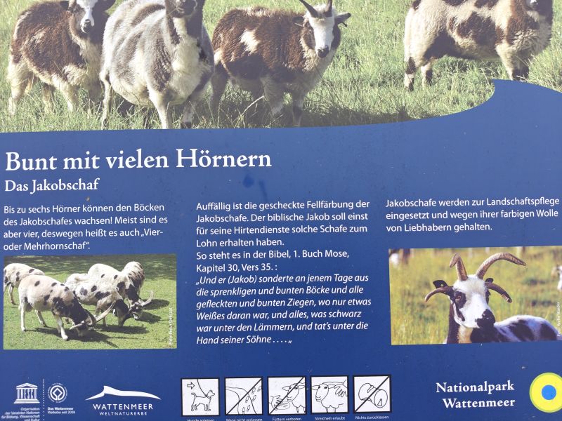 Bildersammlung T&ouml;nning 2025 - unsortiert und nicht kommentiert