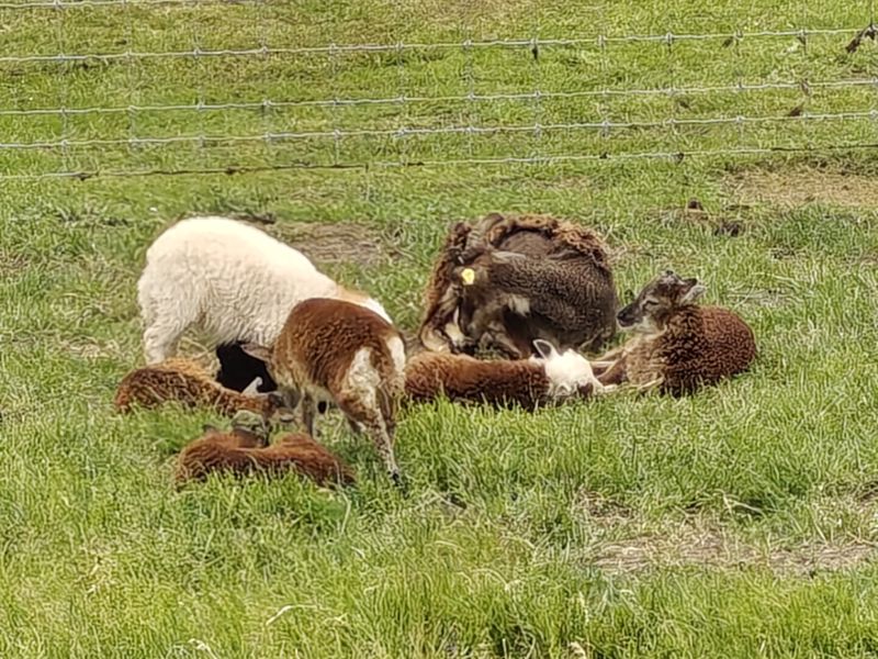 Bildersammlung T&ouml;nning 2025 - unsortiert und nicht kommentiert