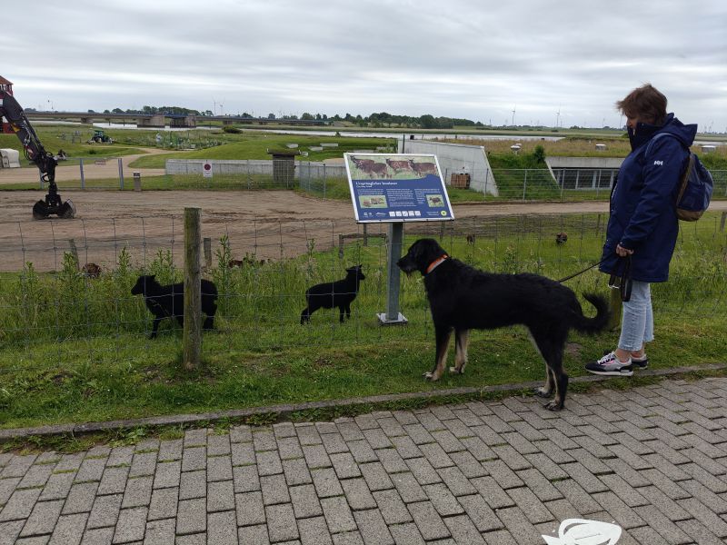 Bildersammlung T&ouml;nning 2025 - unsortiert und nicht kommentiert