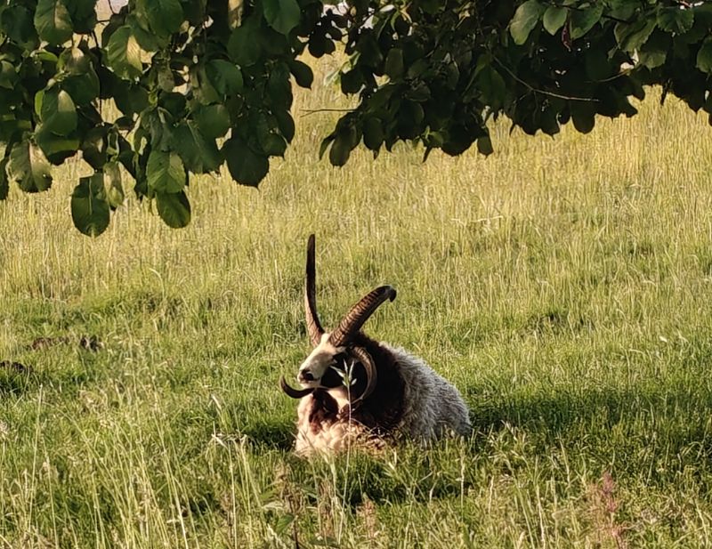 Bildersammlung T&ouml;nning 2025 - unsortiert und nicht kommentiert